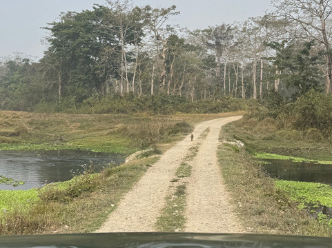 Sauraha Chitwan Nepal-苏拉哈必去景点