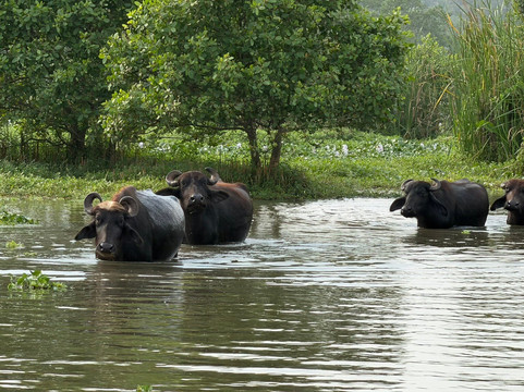 Kalametiya Lagoon Bird Sanctuary & Wetland Park-唐卡拉必去景点