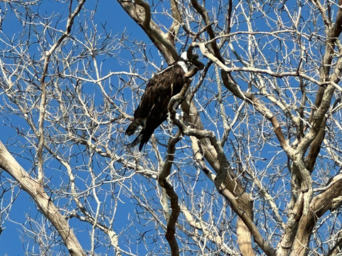 Banana Joe Tours-迈阿密必去景点