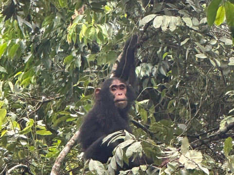Ngoni Safaris Uganda-坎帕拉必去景点