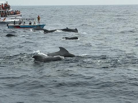 Whale Watching Chaminda-美蕊沙必去景点