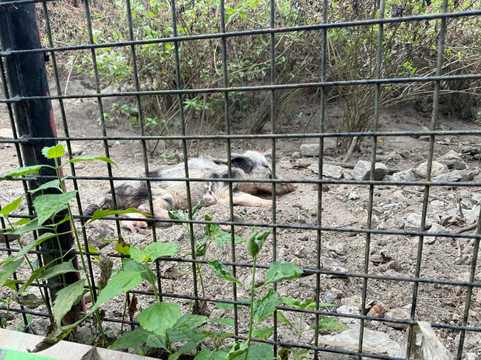 Clark Safari And Adventure Park-克拉克自由港区必去景点