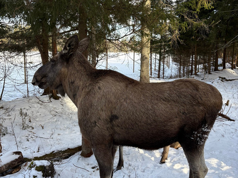 Virum Algpark-Vimmerby必去景点