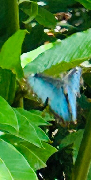 Royal Butterflies-哈科必去景点