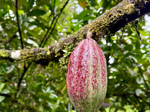 Finca Paraiso Organico-福德圣卡洛斯必去景点