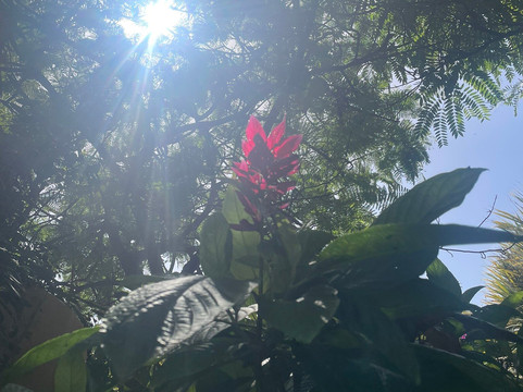 Jardin de Orquideas de Sitio Litre-德拉克鲁兹索尔港必去景点