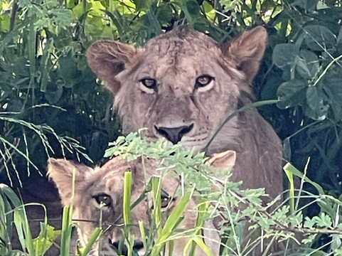 Roy Safaris-阿鲁沙必去景点