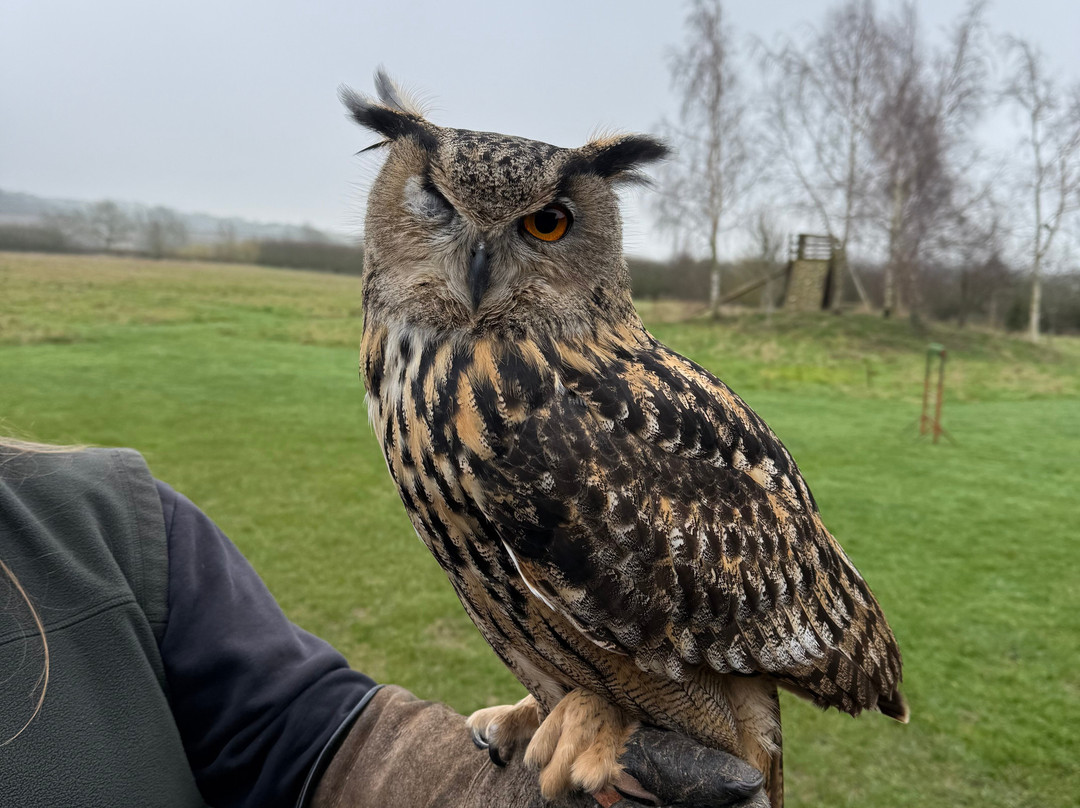 Bird on the Hand Falconry Experiences-Church Langton必去景点