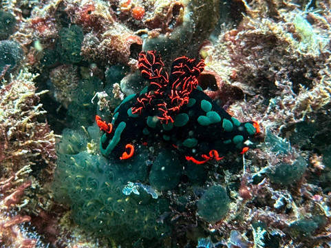 Dive Planet Mafia Island-Utende必去景点