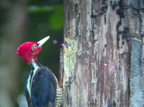 Pura Vida Tours & Transfers-哥斯达黎加安东尼奥国家公园必去景点