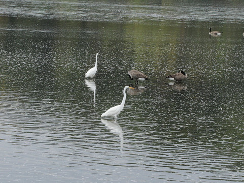 1000 Islands Environmental Center-考考纳必去景点