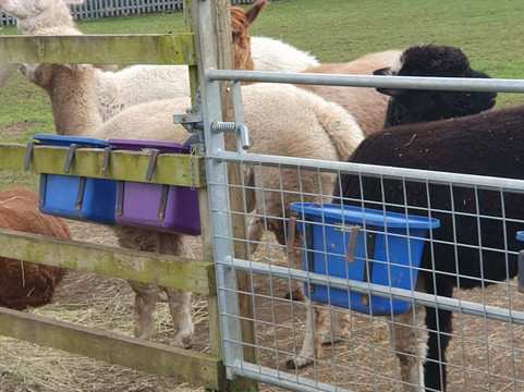 Willow Tree Family Farm-Shirebrook必去景点