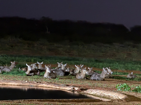 Mimmo Shaibu Kenya Safari-瓦塔木必去景点