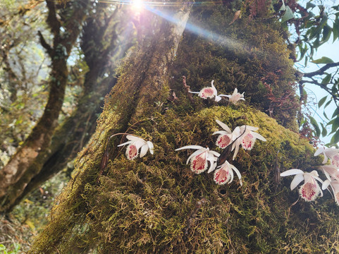 3 Sisters Adventure Trekking-博卡拉必去景点