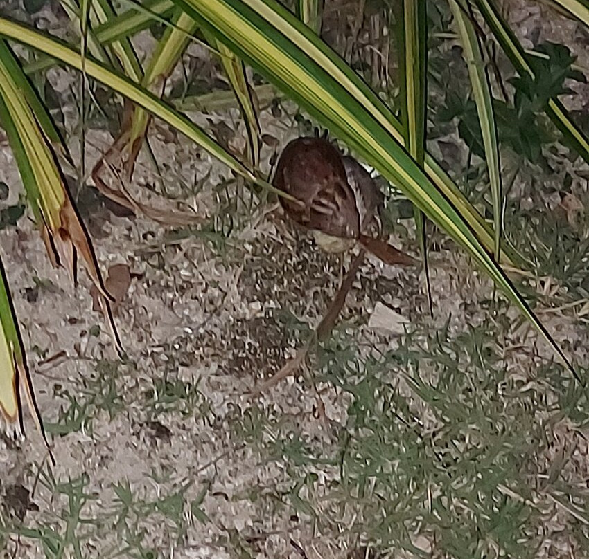 甲米金沙度假村主图