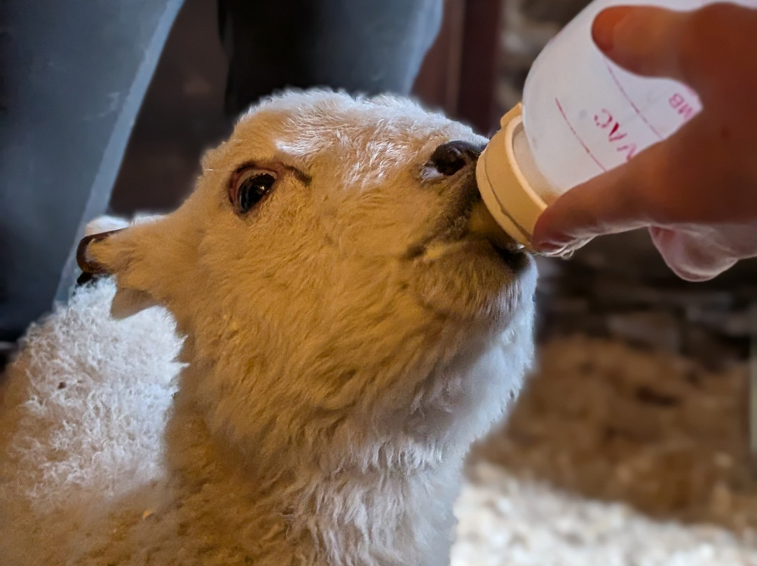 South Lakes Farm Experiences-Grange-over-Sands必去景点