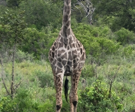 Boss Dhow-Kendwa必去景点