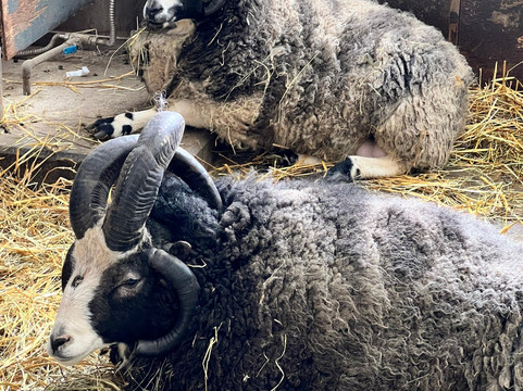 World Sheep Museum-士别市必去景点