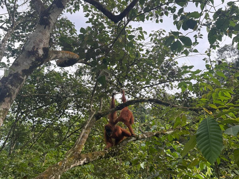 Sumatra orangutan escape-棉兰必去景点