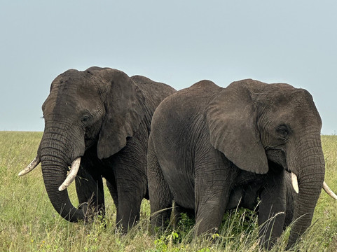 Safaris-R-Us-阿鲁沙必去景点