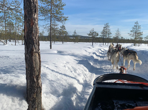 Arctic Circle Husky Park-罗瓦涅米必去景点