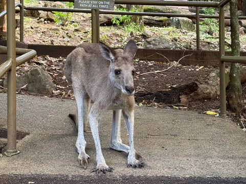 汉密尔顿岛野生动物世界-汉密尔顿岛必去景点