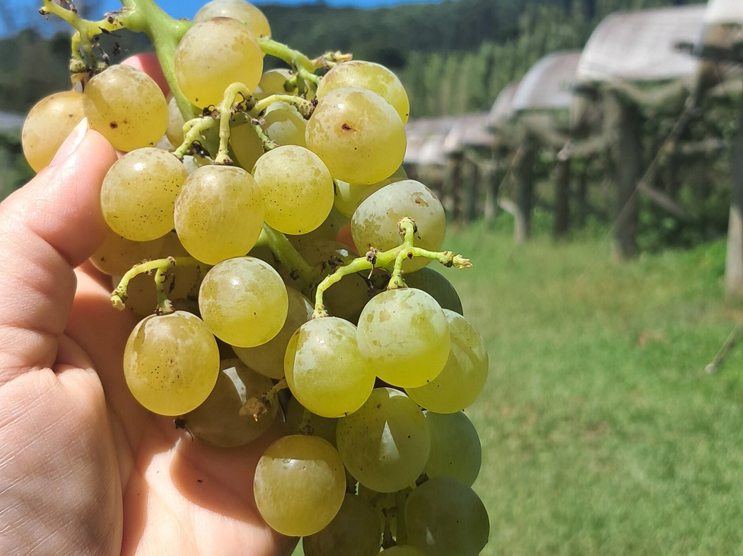 Valparaiso Vinhos E Vinhedos-Barao必去景点