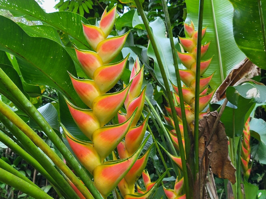 Chilamate Rainforest Eco Retreat主图