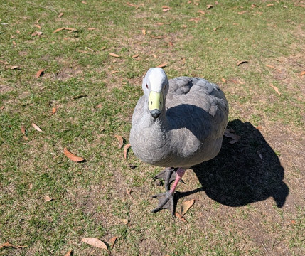 Trowunna Wildlife Sanctuary-茉莉溪必去景点