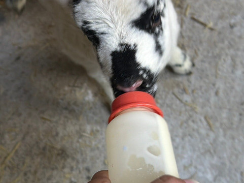 Hold A Baby Lamb-Glanfahan必去景点