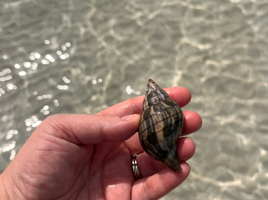 Sip N' Slip Tours-萨拉索塔必去景点