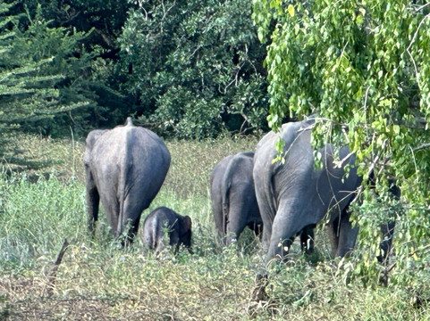 Shawmi Tours-Mawanella必去景点
