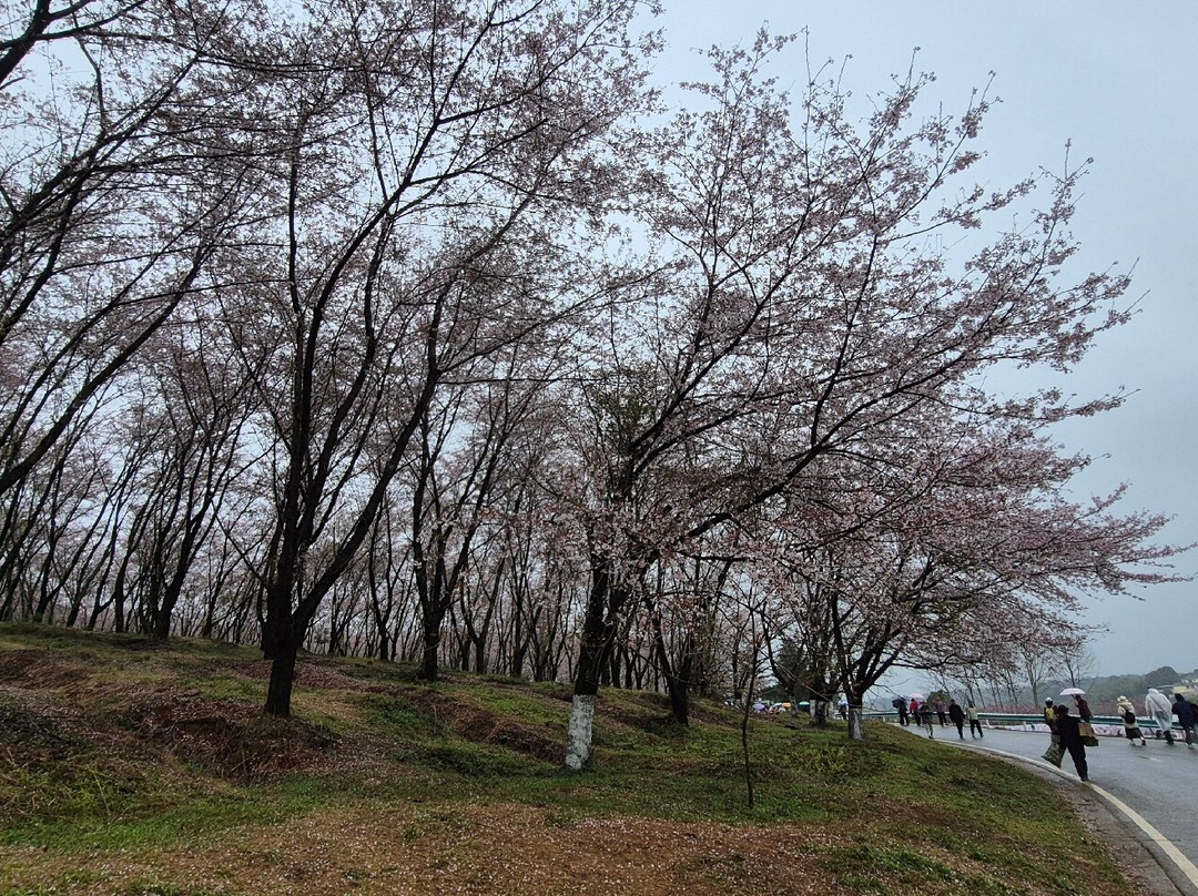 平坝农场-平坝县必去景点