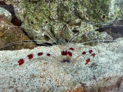 Centro de Conservación de Manatíes de Puerto Rico-Bayamon必去景点