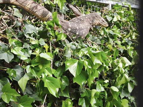 Safari Zoo Mallorca-萨可马必去景点