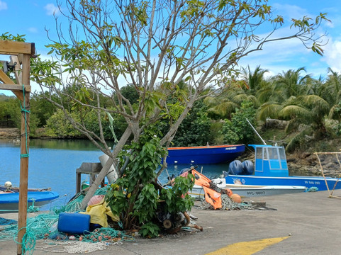 Au coin de la mangrove