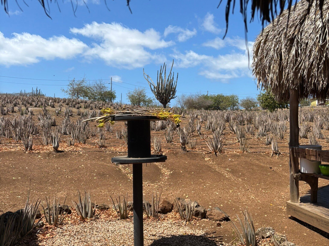 The Aloe Vera Curacao, Home of Curaloe Tour-威廉斯塔德必去景点