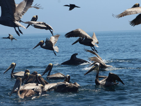 Murillos Bros Adventours-Puerto San Carlos必去景点