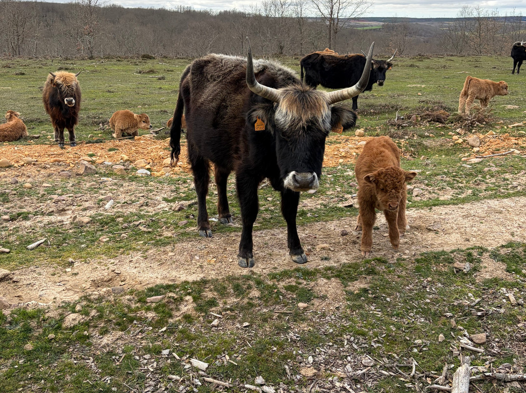 Paleolitico Vivo-布尔戈斯省必去景点