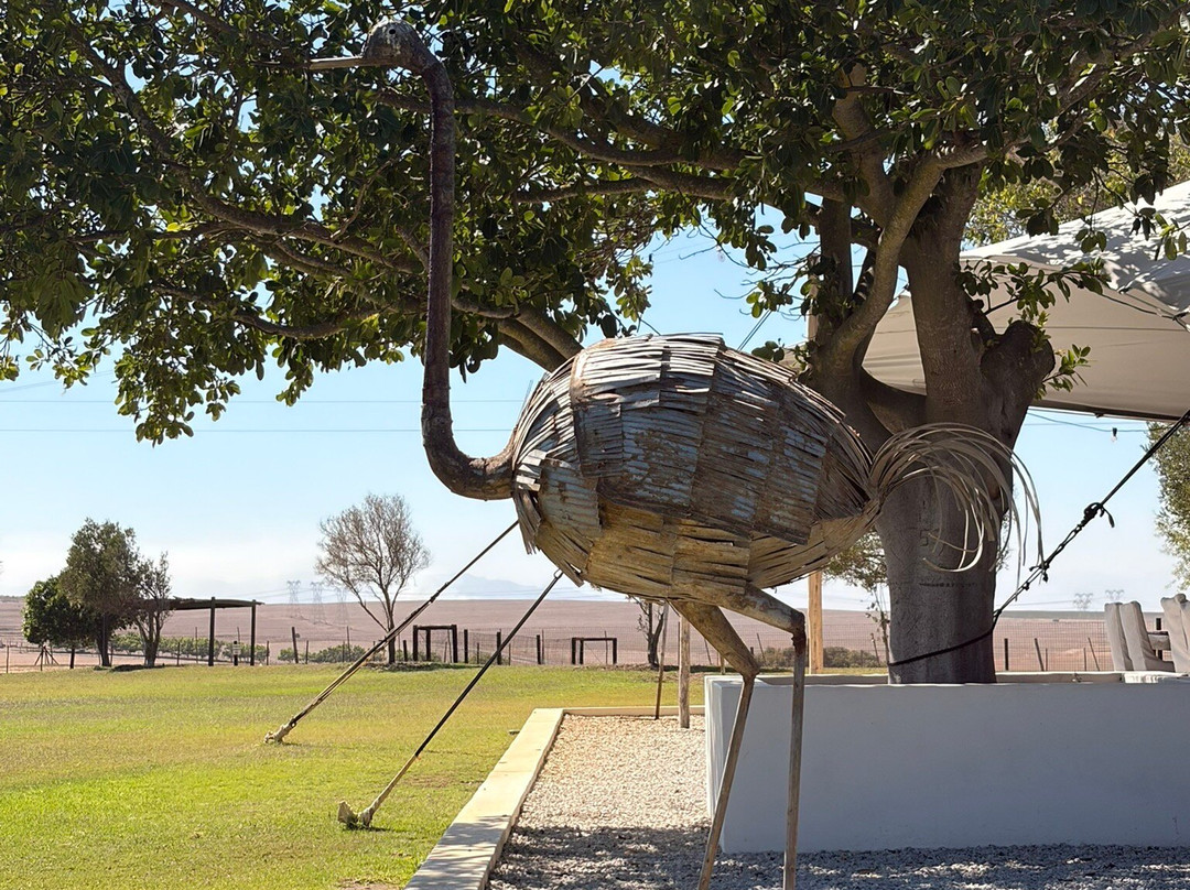 Cape Town Ostrich Ranch-开普敦中心区必去景点