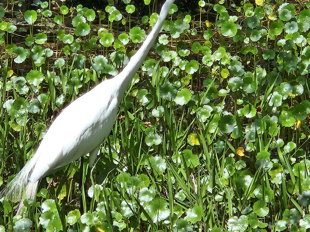 Okefenokee Swamp Park-Waycross必去景点