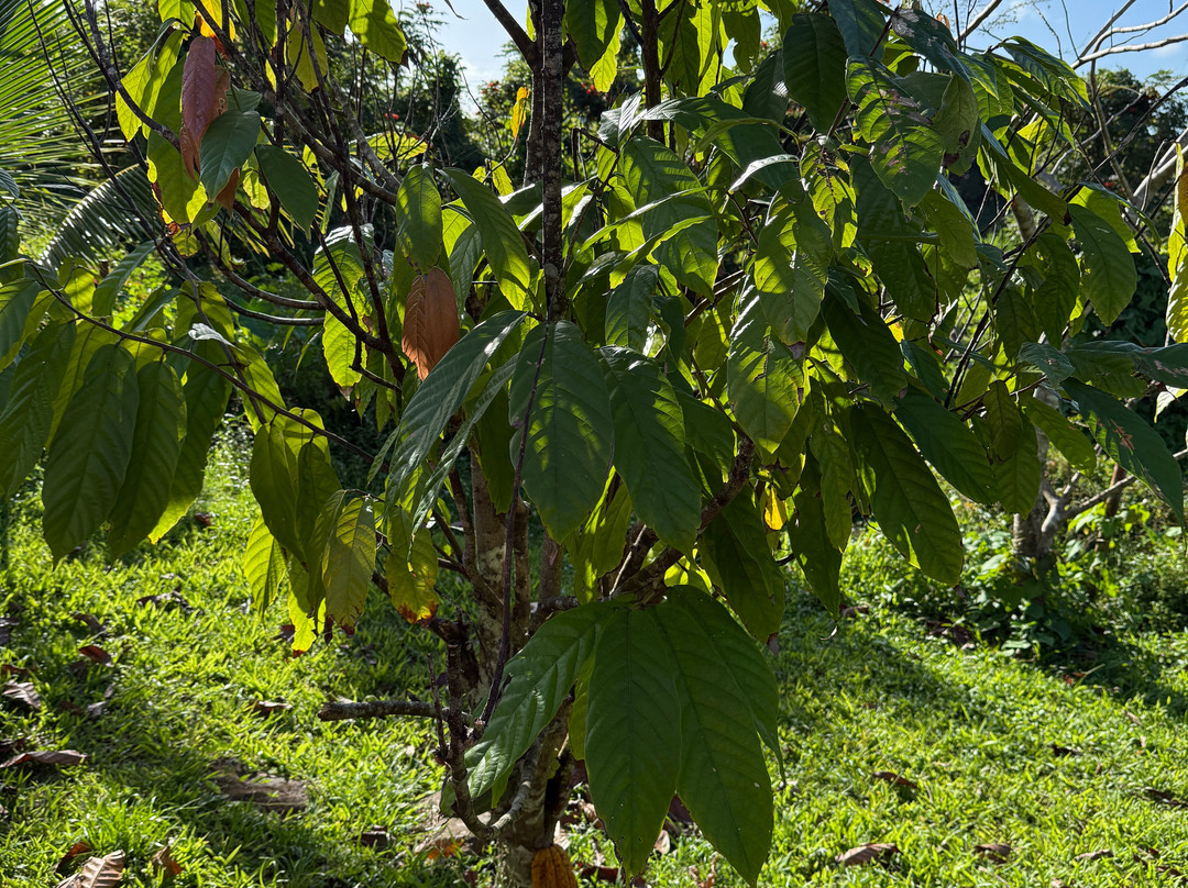 Finca De Cacao La PruVite-Luquillo必去景点