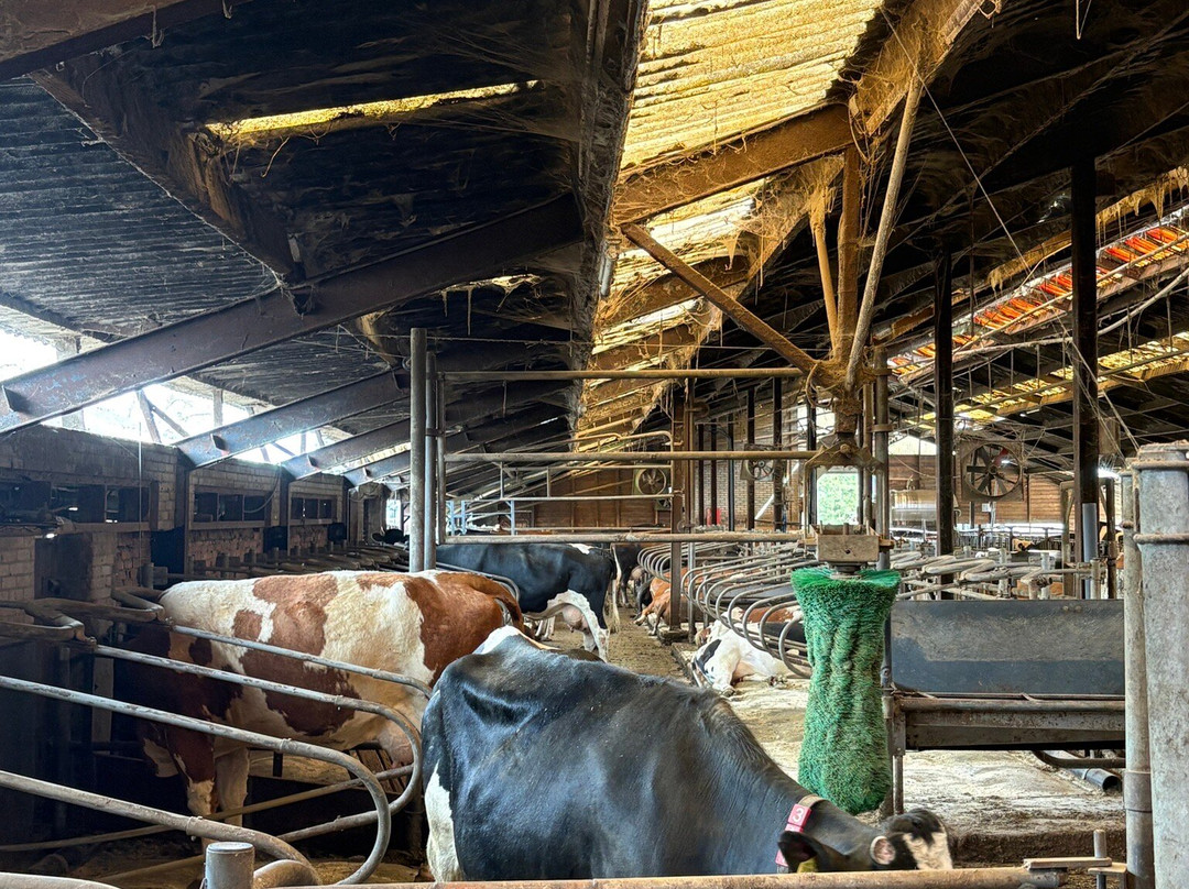 Kaasboerderij De Ruurhoeve-Hoogeloon必去景点