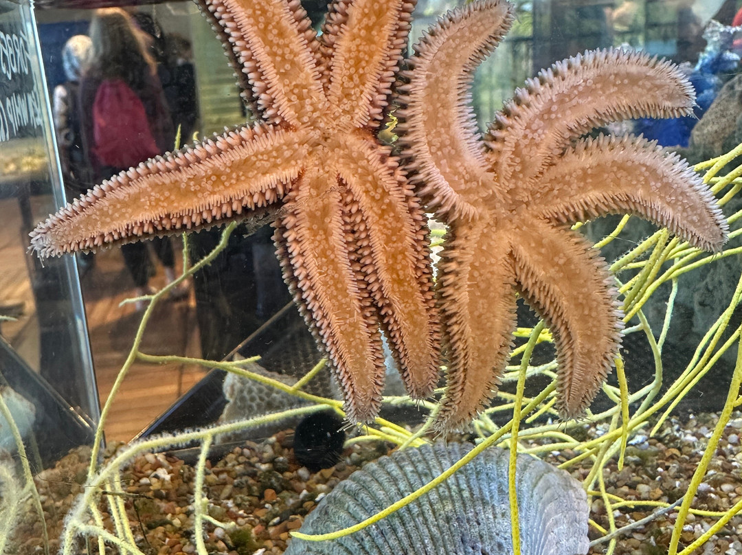 Tybee Island Marine Science Center-泰碧岛必去景点