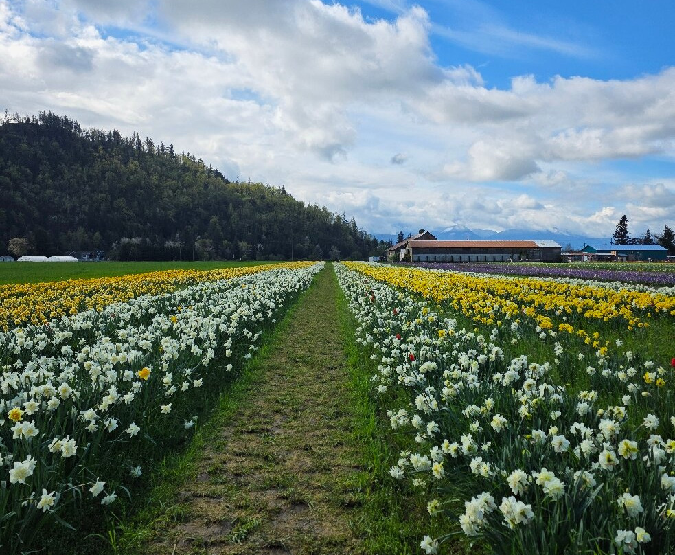 Harrison Tulip Festival-阿加斯市必去景点