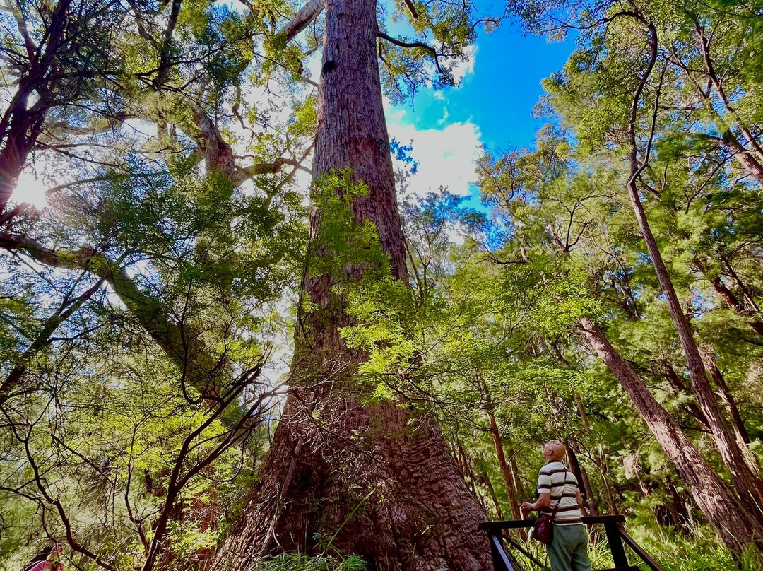Valley of the Giants Tree Top Walk-Nornalup必去景点
