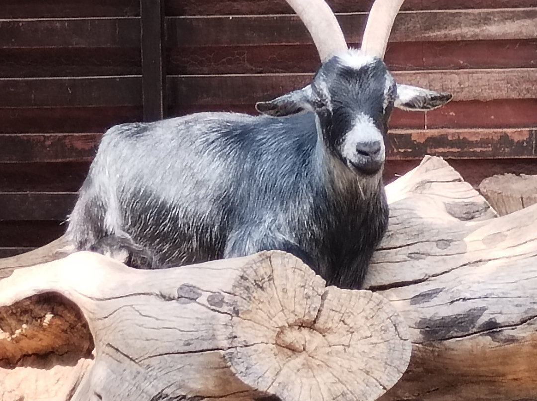 Acuario Michin Guadalajara-瓜达拉哈拉必去景点