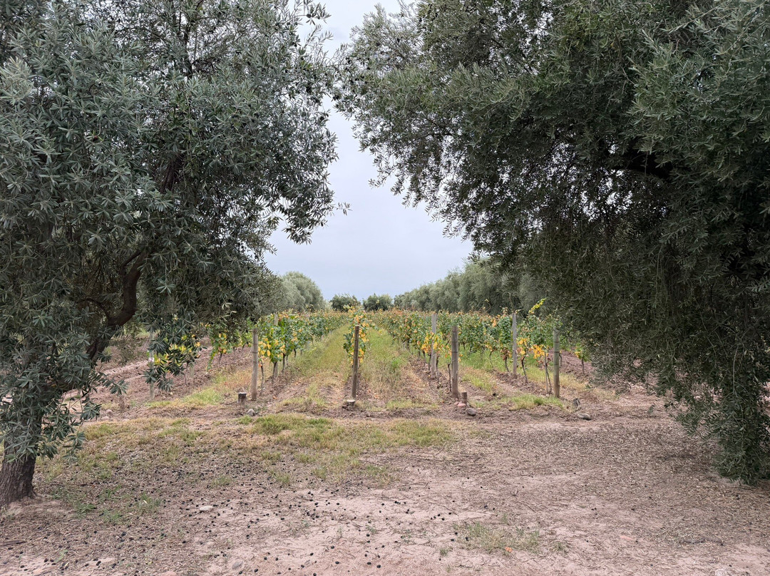 Finca El Paraíso - Bodega Luigi Bosca-Maipu必去景点