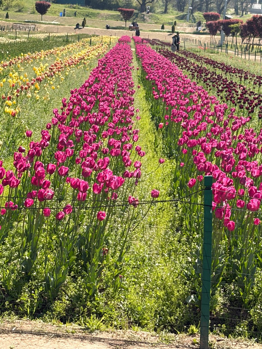 拉利特大皇宫斯里纳格酒店-旅行者