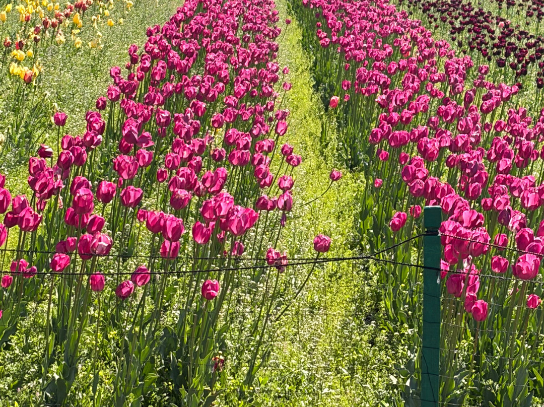 拉利特大皇宫斯里纳格酒店主图
